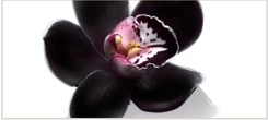 ORCHIDERMA